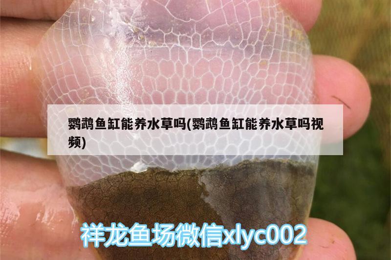 東莞水族器材濾材（水族濾材生產(chǎn)廠家） 斑馬鴨嘴魚苗 第3張