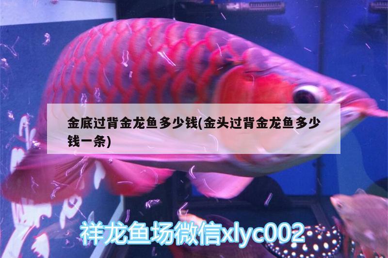 金底過背金龍魚多少錢(金頭過背金龍魚多少錢一條)