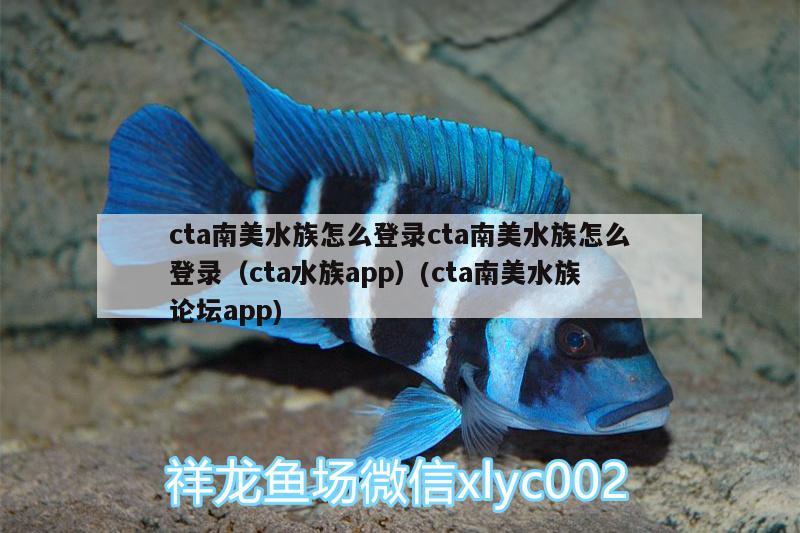 南海大約有多少種海水觀賞魚品種名稱：南海有哪些魚種 養(yǎng)魚的好處 第2張