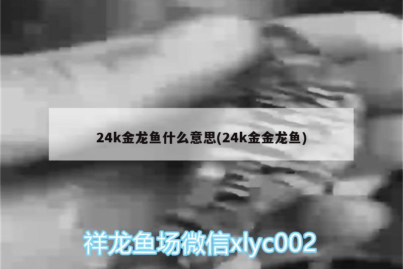 24k金龍魚什么意思(24k金金龍魚)