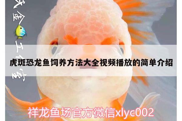 虎斑恐龍魚飼養(yǎng)方法大全視頻播放的簡單介紹 虎斑恐龍魚