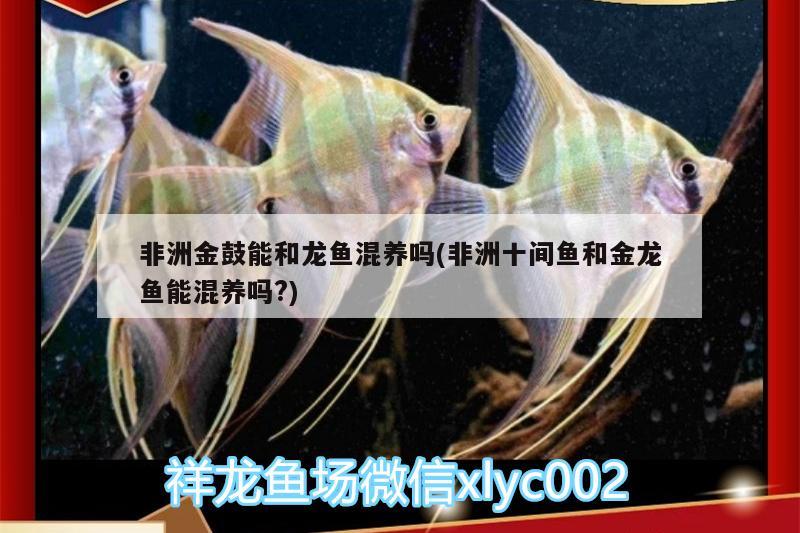 非洲金鼓能和龍魚混養(yǎng)嗎(非洲十間魚和金龍魚能混養(yǎng)嗎?) 非洲金鼓魚