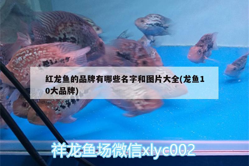 紅龍魚的品牌有哪些名字和圖片大全(龍魚10大品牌)