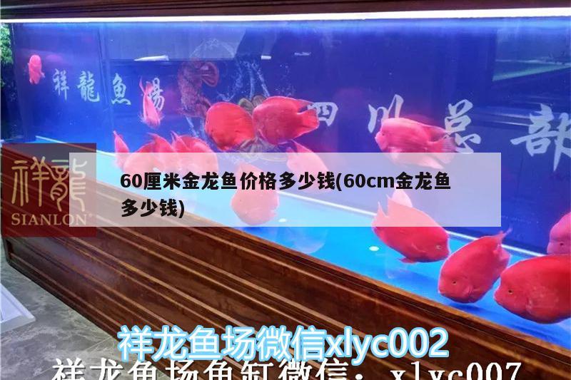 60厘米金龍魚價格多少錢(60cm金龍魚多少錢)