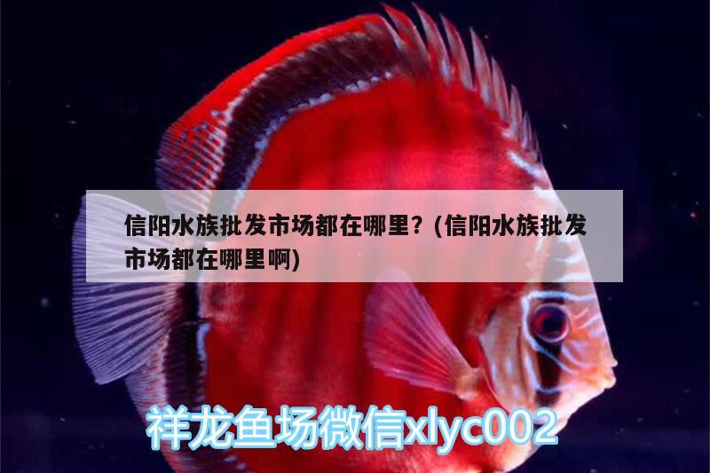 信陽水族批發(fā)市場都在哪里？(信陽水族批發(fā)市場都在哪里啊) 觀賞魚水族批發(fā)市場