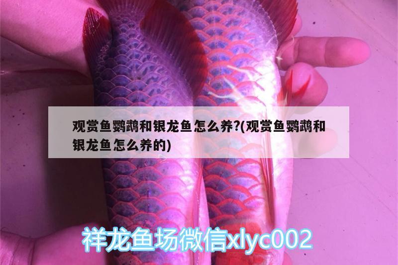 觀賞魚鸚鵡和銀龍魚怎么養(yǎng)?(觀賞魚鸚鵡和銀龍魚怎么養(yǎng)的)