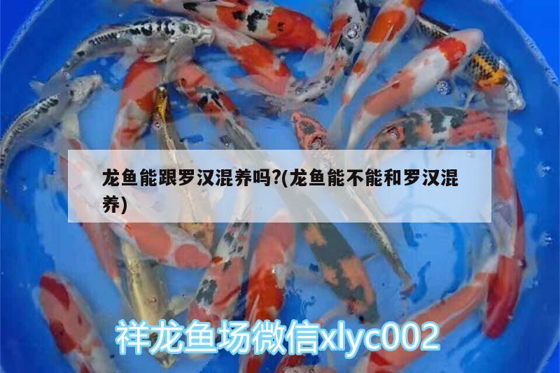 龍魚能跟羅漢混養(yǎng)嗎?(龍魚能不能和羅漢混養(yǎng)) 純血皇冠黑白魟魚