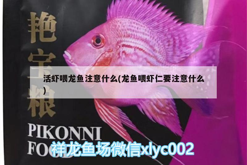 活蝦喂龍魚注意什么(龍魚喂蝦仁要注意什么) 喂食器 第3張