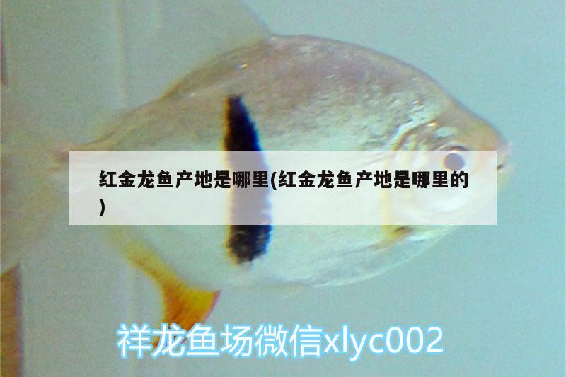 噴霧造景公司（造景噴霧的工作原理） 夢幻雷龍魚 第2張