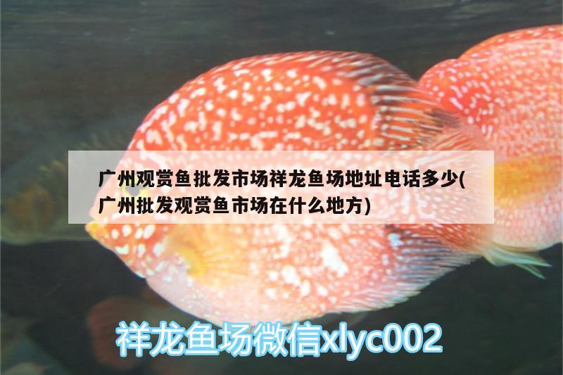 廣州觀賞魚批發(fā)市場祥龍魚場地址電話多少(廣州批發(fā)觀賞魚市場在什么地方)