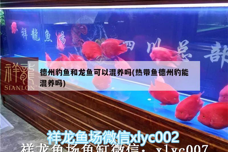 德州豹魚(yú)和龍魚(yú)可以混養(yǎng)嗎(熱帶魚(yú)德州豹能混養(yǎng)嗎)