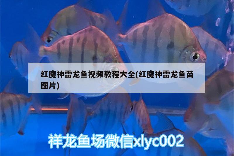 紅魔神雷龍魚視頻教程大全(紅魔神雷龍魚苗圖片) 恐龍王魚