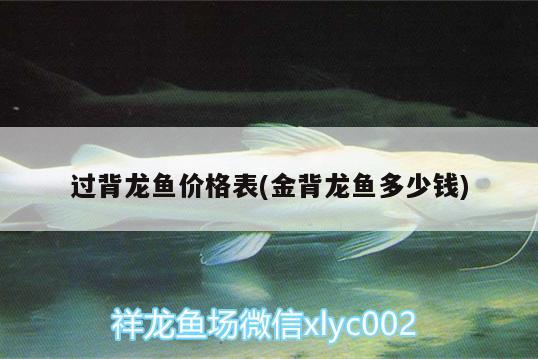 過背龍魚價(jià)格表(金背龍魚多少錢) 魚缸/水族箱