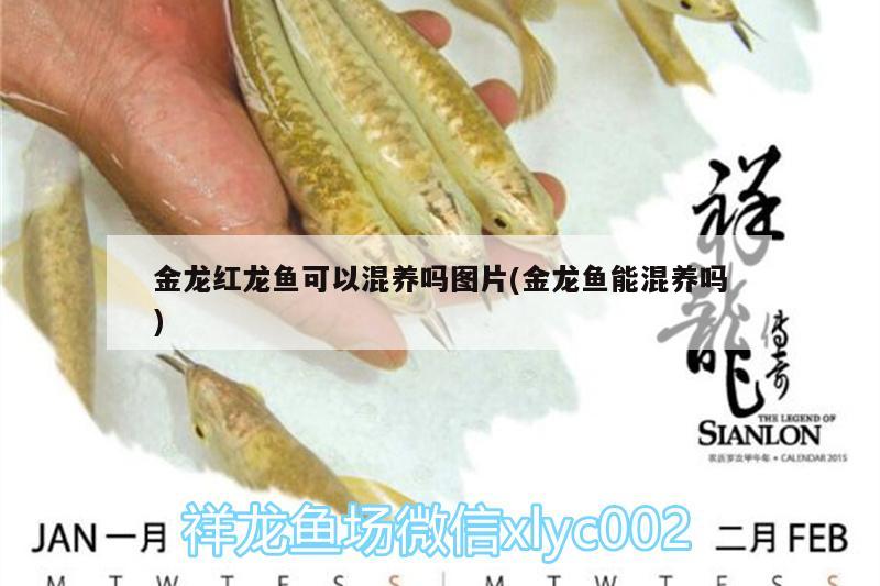 金龍紅龍魚可以混養(yǎng)嗎圖片(金龍魚能混養(yǎng)嗎) 白子關(guān)刀魚