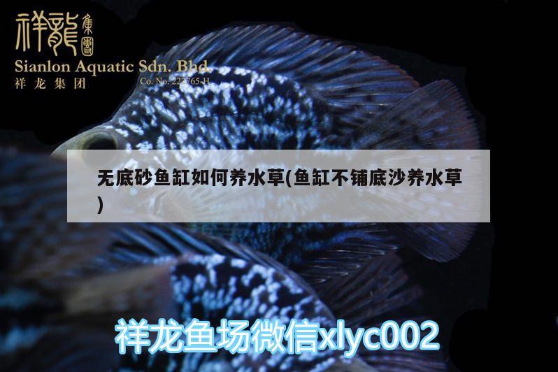 魚(yú)缸過(guò)濾器太響怎么回事(魚(yú)缸過(guò)濾器太響怎么回事視頻)