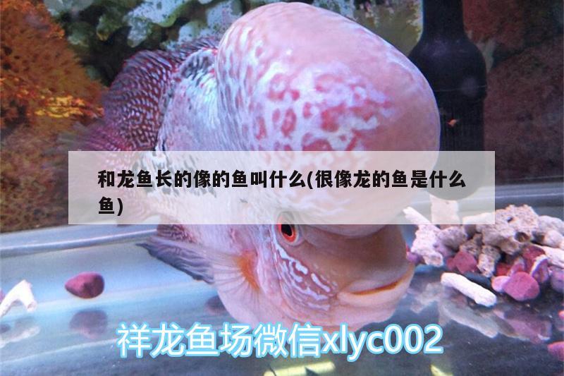 和龍魚長的像的魚叫什么(很像龍的魚是什么魚) 黃金達摩魚