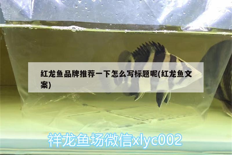 自己繁殖的金頭虎 泰龐海蓮魚 第2張