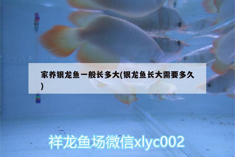 家養(yǎng)銀龍魚一般長多大(銀龍魚長大需要多久) 銀龍魚百科