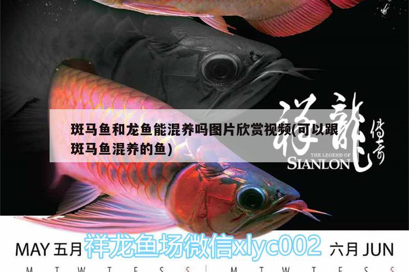 附近觀賞魚店電話號碼的獲取途徑，附近的觀賞魚店電話號碼及附近的觀賞魚店電話號碼的多少