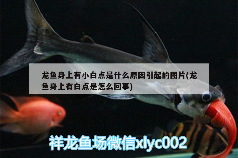 龍魚身上有小白點(diǎn)是什么原因引起的圖片(龍魚身上有白點(diǎn)是怎么回事)