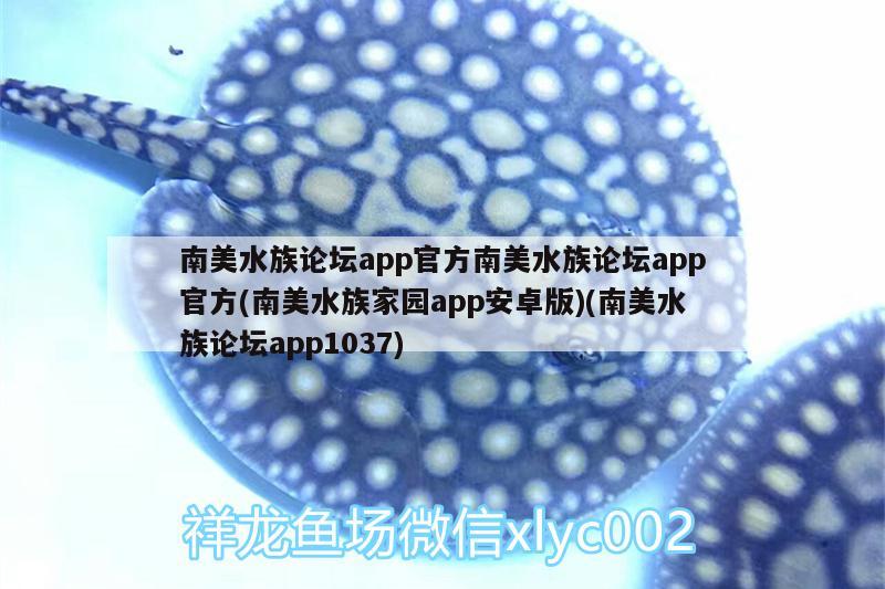 南美水族論壇app官方南美水族論壇app官方(南美水族家園app安卓版)(南美水族論壇app1037) 野彩魚