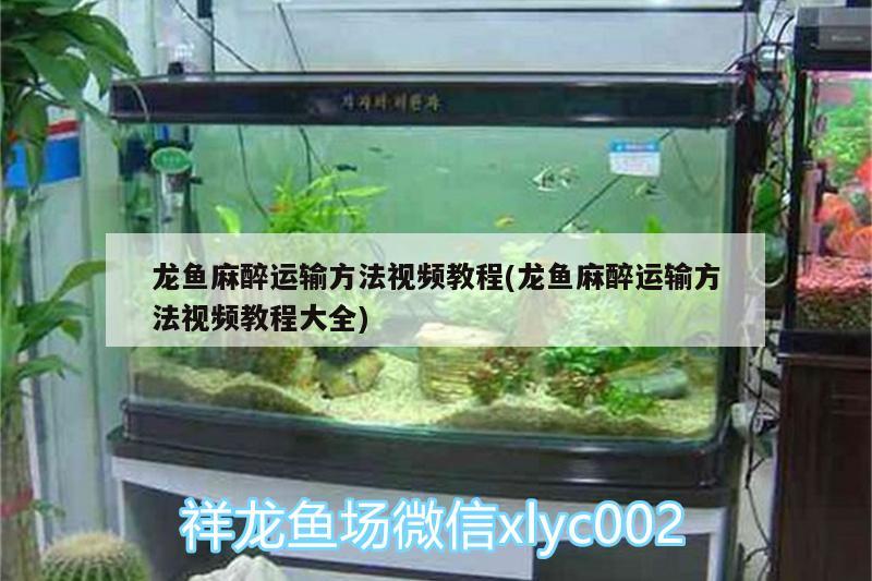 龍魚麻醉運(yùn)輸方法視頻教程(龍魚麻醉運(yùn)輸方法視頻教程大全)