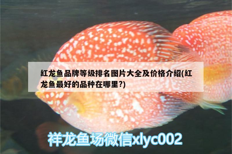 紅龍魚品牌等級排名圖片大全及價(jià)格介紹(紅龍魚最好的品種在哪里?) 慈雕魚