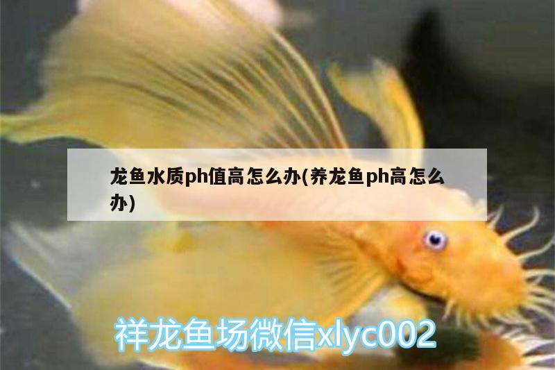 龍魚水質(zhì)ph值高怎么辦(養(yǎng)龍魚ph高怎么辦) 皇冠黑白魟魚