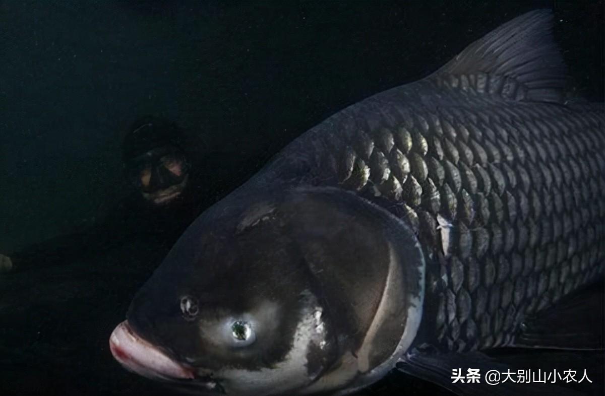 泰國(guó)雪鯽魚(泰國(guó)魚種類) 泰國(guó)雪鯽魚