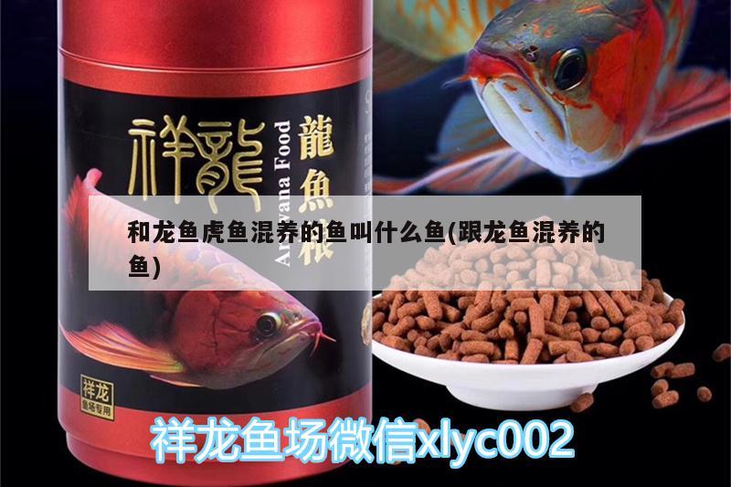 和龍魚虎魚混養(yǎng)的魚叫什么魚(跟龍魚混養(yǎng)的魚)