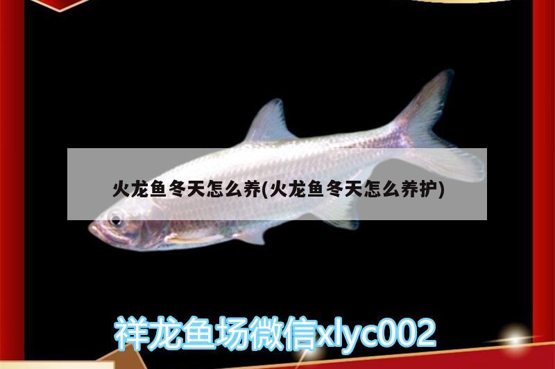 火龍魚冬天怎么養(yǎng)(火龍魚冬天怎么養(yǎng)護(hù))