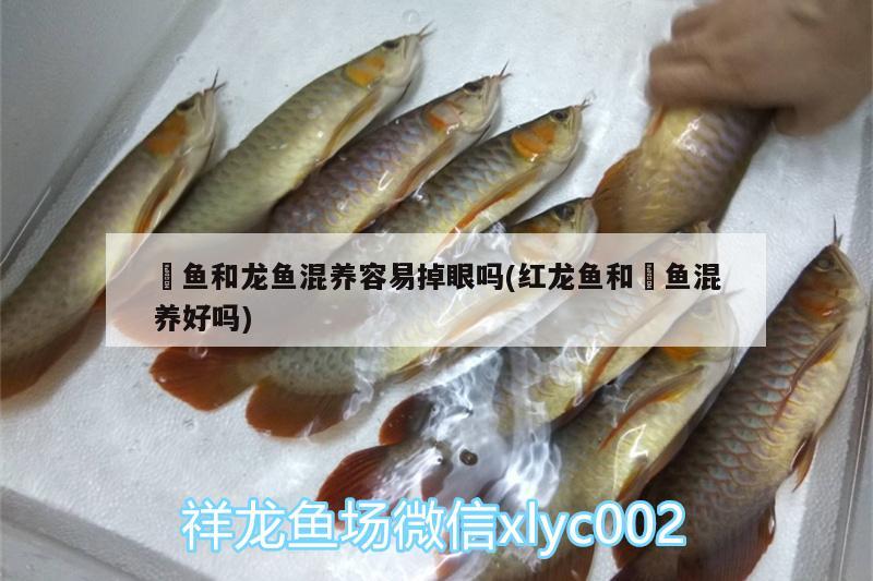 銀龍魚(yú)小時(shí)候黑色嘛（銀龍魚(yú)發(fā)黑怎樣處理） 銀龍魚(yú)百科 第1張