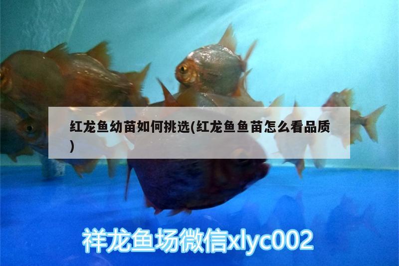 紅龍魚幼苗如何挑選(紅龍魚魚苗怎么看品質(zhì)) 祥龍龍魚魚糧