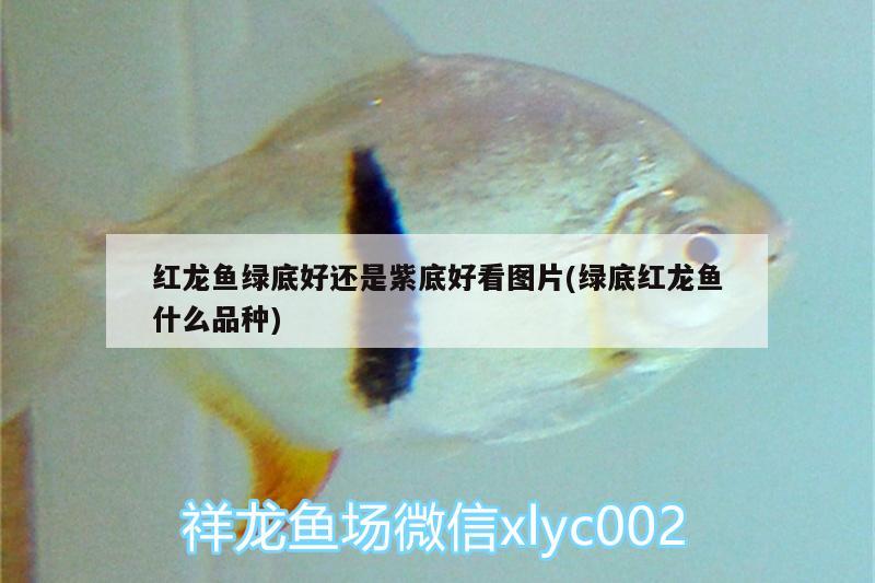 紅龍魚綠底好還是紫底好看圖片(綠底紅龍魚什么品種)