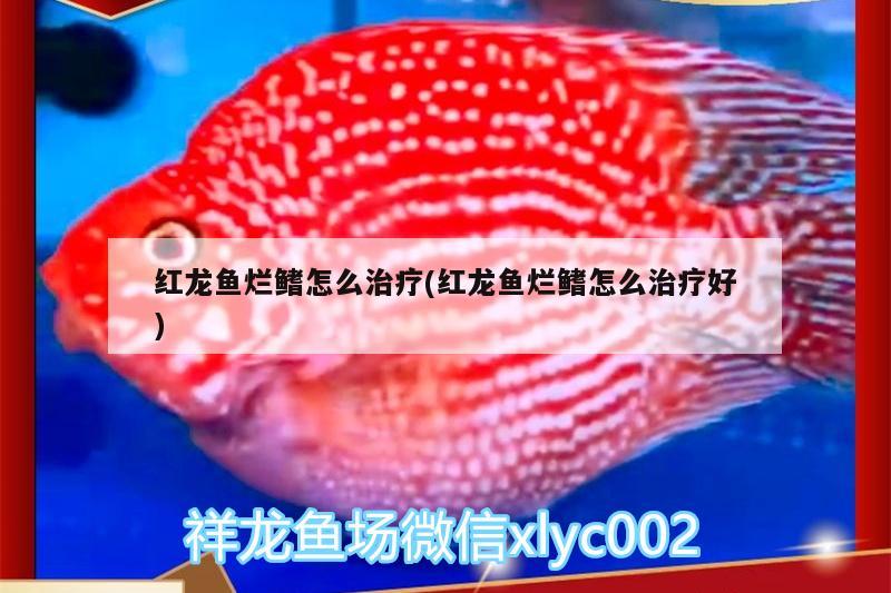 紅龍魚爛鰭怎么治療(紅龍魚爛鰭怎么治療好) 帝王血鉆魚