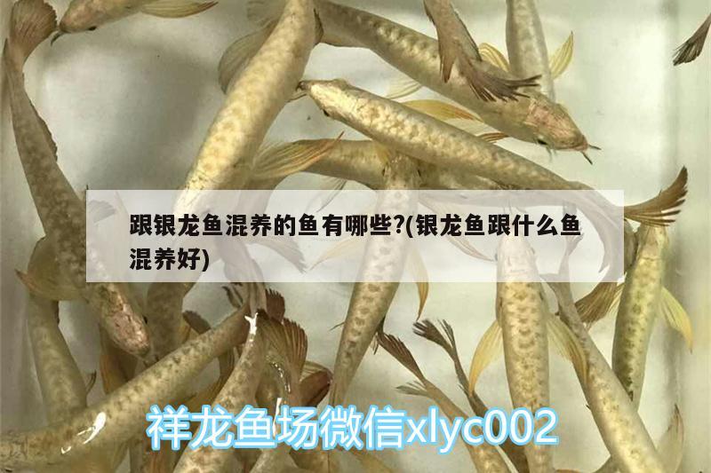 跟銀龍魚混養(yǎng)的魚有哪些?(銀龍魚跟什么魚混養(yǎng)好) 銀龍魚