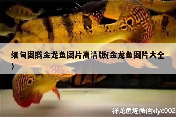 緬甸圖騰金龍魚圖片高清版(金龍魚圖片大全)