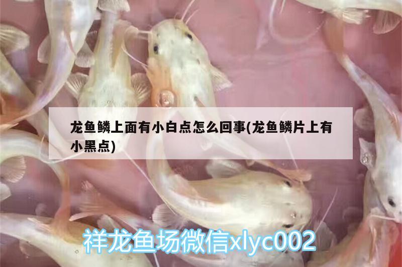 龍魚鱗上面有小白點怎么回事(龍魚鱗片上有小黑點)