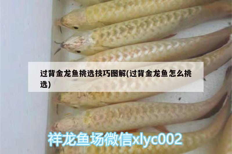 過背金龍魚挑選技巧圖解(過背金龍魚怎么挑選) 過背金龍魚