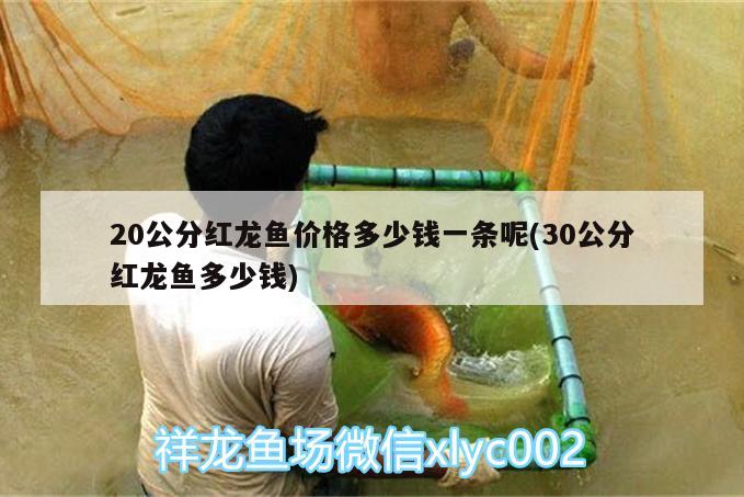 20公分紅龍魚價格多少錢一條呢(30公分紅龍魚多少錢) 其他益生菌