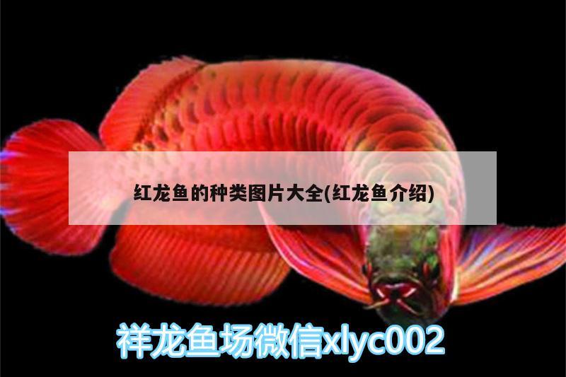 紅龍魚的種類圖片大全(紅龍魚介紹)