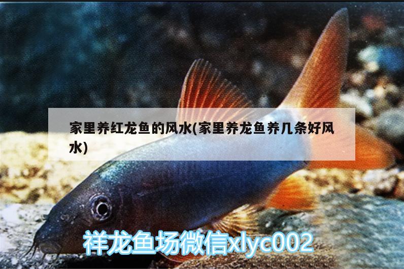 家里養(yǎng)紅龍魚(yú)的風(fēng)水(家里養(yǎng)龍魚(yú)養(yǎng)幾條好風(fēng)水)