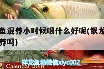 龍魚虎魚混養(yǎng)小時候喂什么好呢(銀龍魚和虎魚能混養(yǎng)嗎)