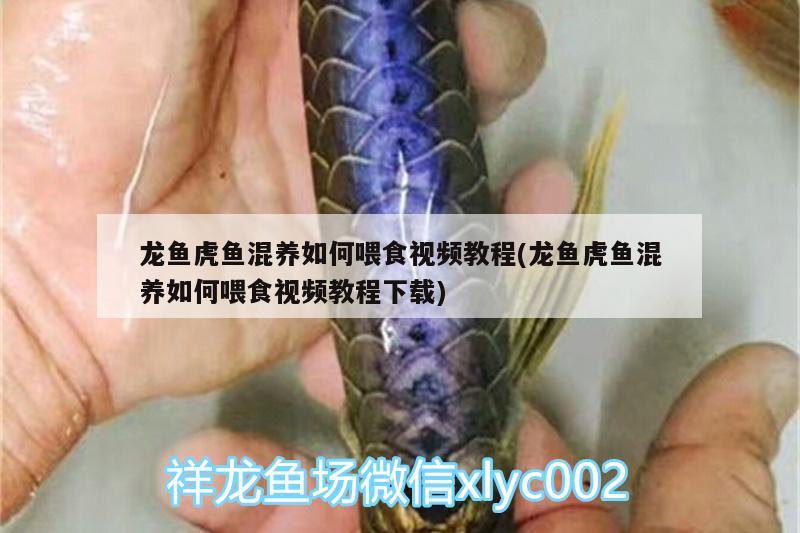 龍魚虎魚混養(yǎng)如何喂食視頻教程(龍魚虎魚混養(yǎng)如何喂食視頻教程下載)