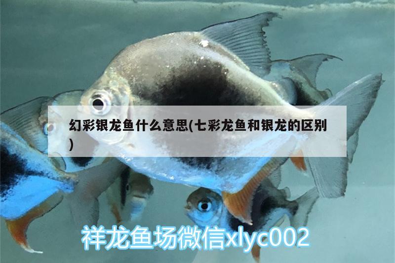 幻彩銀龍魚什么意思(七彩龍魚和銀龍的區(qū)別) 銀龍魚百科