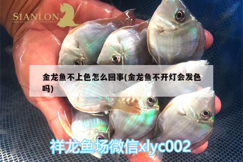 金龍魚不上色怎么回事(金龍魚不開燈會發(fā)色嗎)