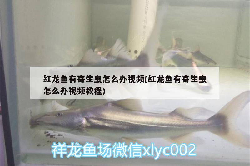 紅龍魚(yú)有寄生蟲(chóng)怎么辦視頻(紅龍魚(yú)有寄生蟲(chóng)怎么辦視頻教程) 魚(yú)缸百科 第2張