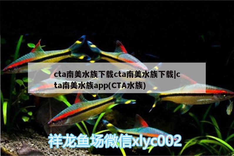 cta南美水族下載cta南美水族下載|cta南美水族app(CTA水族) 帝王血鉆魚