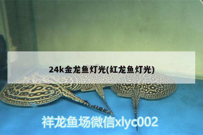 24k金龍魚燈光(紅龍魚燈光)