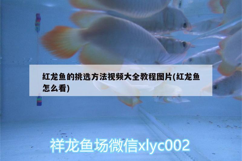 紅龍魚的挑選方法視頻大全教程圖片(紅龍魚怎么看)